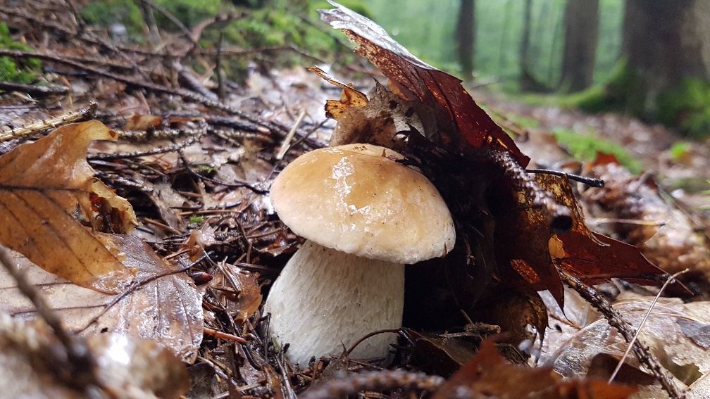 Herbsttreffen 2026 «Wunderwelt Pilze»