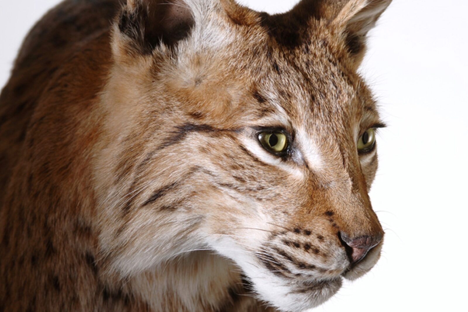 Vernissage: Neue Naturschätze im «Wilden Baselbiet»